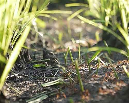 Hành trình kinh ngạc của các 'kiến trúc sư' động vật trong tự nhiên