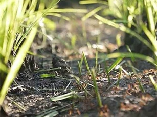 Hành trình kinh ngạc của các 'kiến trúc sư' động vật trong tự nhiên
