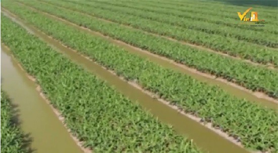 Clip: Tăng năng suất và cải thiệt chất lượng là bài giải cho nền nông nghiệp phát triển