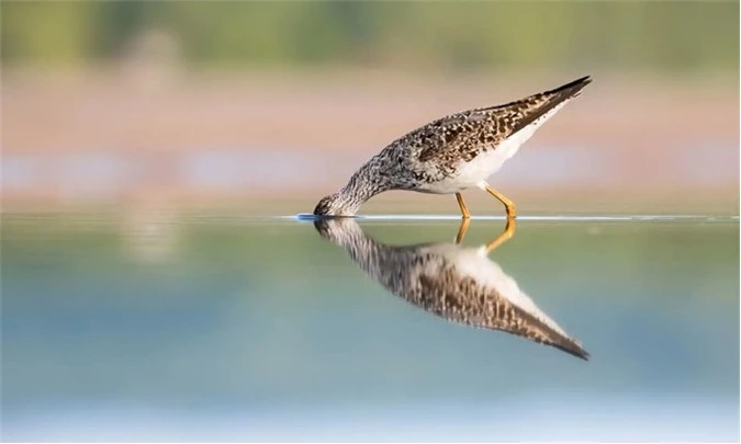 Chim Tringa flavipes săn côn trùng hoặc cá nhỏ trong một bãi nước nông ở công viên Presqu'ile, Ontario, Canada. Bữa ăn sẽ cung cấp năng lượng cho nó di cư đến Nam Mỹ vào mùa đông.