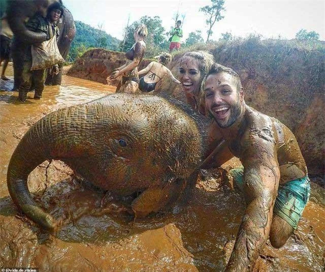 Tắm bùn cùng voi tại Chiang Mai, Thái Lan.