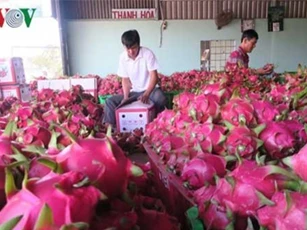 Giá thanh long cận Tết bất ngờ tăng cao