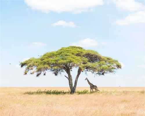 Ảnh thiên nhiên đẹp nhất tháng 1