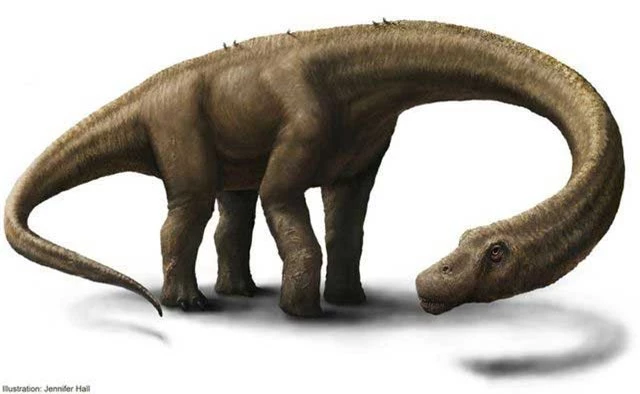 Phục dựng một con Dreadnoughtus schrani - loài khủng long siêu lớn duy nhất mà các nhà khoa học có thu thập được xương chi trên và chi dưới từ cùng một cá thể. Điều đó khiến nó trở thành con khủng long lớn nhất có thể tính toán chính xác được khối lượng. Tuy nhiên, Argentinosaurus có thể là loài khủng long có khối lượng ước tính lớn nhất. Ảnh: Jennifer Hall.