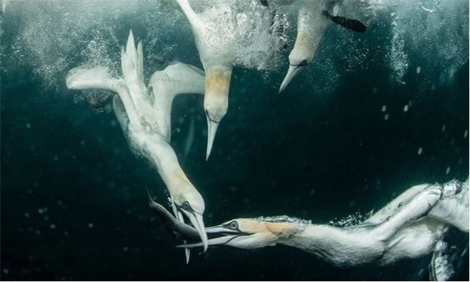 Chim ó biển tranh giành con mồi dưới nước. Nhiếp ảnh gia Sally Hinton đặt máy ảnh trong vỏ chống nước rồi hạ xuống từ mạn thuyền. Hinton theo dõi lũ chim và chụp khi thấy chúng lặn xuống, hoàn toàn không biết bức ảnh cuối cùng sẽ như thế nào.