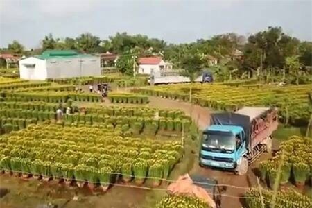 Clip: Lặng ngắm vẻ đẹp thanh bình của làng hoa Tết lớn nhất miền trung từ trên cao