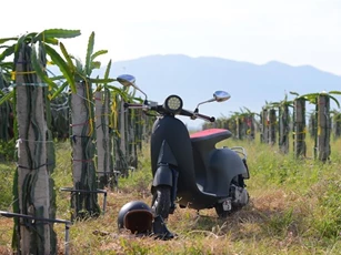 Dân chơi Bình Thuận "lột xác" Yamaha Cuxi phong cách Vespampère