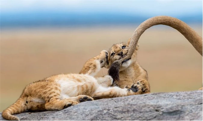 Nhiếp ảnh gia Yaron Schmid ghi lại cảnh tượng sư tử con nô đùa với mẹ trong công viên quốc gia Serengeti, Tanzania. 