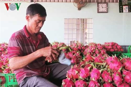 Ông Đặng Chí Tài, chủ cơ sở thu mua thanh long ở xã Hàm Mỹ, huyện Hàm Thuận Nam cho biết giá tăng cao nhờ thị trường nội địa tiêu thụ mạnh trong dịp cận Tết.