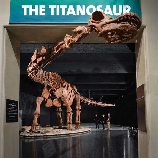 Mô hình khủng long Patagotitan trong hội trường Bảo tàng Lịch sử Tự nhiên Mỹ tại Thành phố New York. Ảnh: AMNH/D. Finnin
