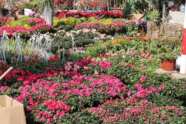 Ngàn hoa khoe sắc đón Xuân tại con đường hoa lớn nhất Hà Nội