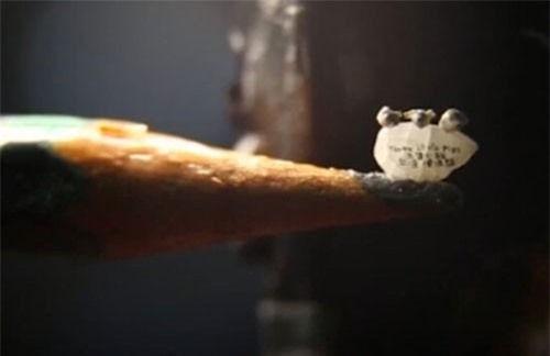 CLIP HOT (31/1): Các loài vật có phản ứng cực "sốc" khi soi gương, hạt gạo chứa 3 chú lợn con siêu nhỏ