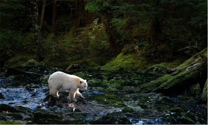 Gấu Kermode, hay gấu thần linh, tìm kiếm cá hồi trong rừng mưa Gấu Lớn ở British Columbia, Canada. Hạn hán khiến mực nước sông giảm. Cá hồi, thức ăn chủ yếu của gấu Kermode, không thể di cư như bình thường.