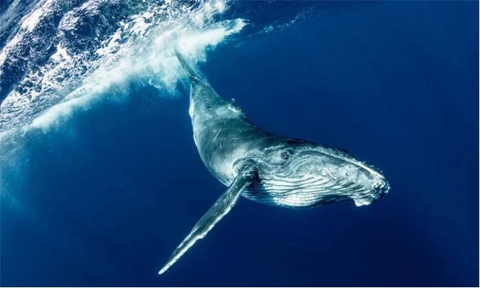 Cá voi lưng gù nhỏ tuổi lọt vào ống kính của nhiếp ảnh gia Leighton Lum trong một chuyến lặn biển ở Tonga. 