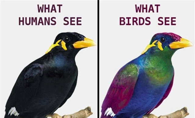 Bạn sẽ bất ngờ khi biết thế giới trông ra sao khi được nhìn bằng đôi mắt của loài chim - Ảnh 4.