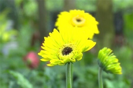 Clip: Những điều thú vị ở làng hoa Sa Đéc những ngày cận Tết