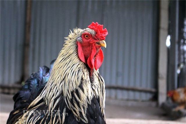 Quà Tết: 15 triệu đồng/đôi gà, đại gia vẫn xuống tiền vì "hàng độc"