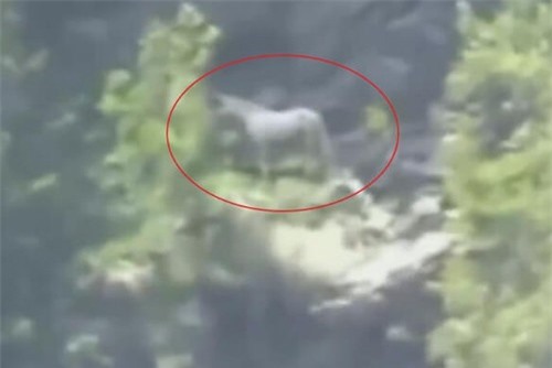 Clip: Ngựa một sừng, 1 trong 5 sinh vật huyền bí được camera tình cờ quay lại