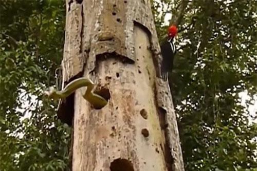 Clip: Chim gõ kiến thất thủ trước rắn dù đang ở địa bàn của mình
