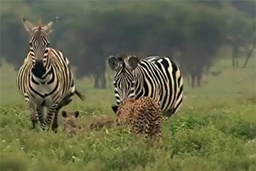 Clip: Báo con theo mẹ đi săn nhưng bị con mồi rượt chạy trối chết