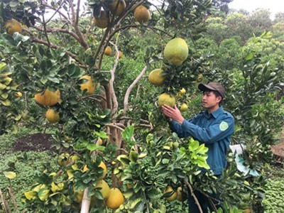 9X 'hốt bạc' nhờ trồng bưởi Diễn bán Tết