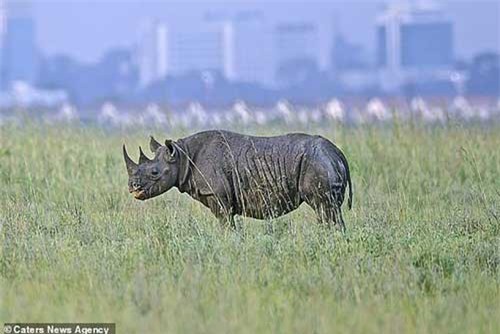 Vì sao những động vật lớn tiến hoá để đi bằng mũi chân?