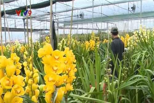 Cận Tết, giá địa lan Đà Lạt tăng cao, hàng chục triệu đồng/chậu