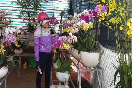 Đua nhau tặng Tết, giá hoa lan tăng chóng mặt