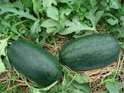 Giảm thiểu rủi ro xuất khẩu dưa hấu sang Trung Quốc