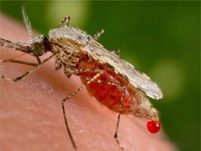 Những sinh vật giết người nhiều nhất mỗi năm ít ai ngờ