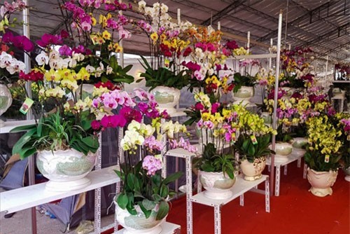 BẢN TIN TÀI CHÍNH-KINH DOANH: Hoa lan tăng giá chóng mặt, ‘văn hóa quà Tết’ của người Việt