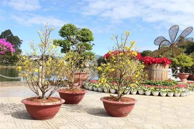 Mai vàng miền Trung cũng đã được các nghệ nhân trồng hoa ở Lâm Đồng trồng và cho ra hoa đúng tết (Ảnh: VH)
