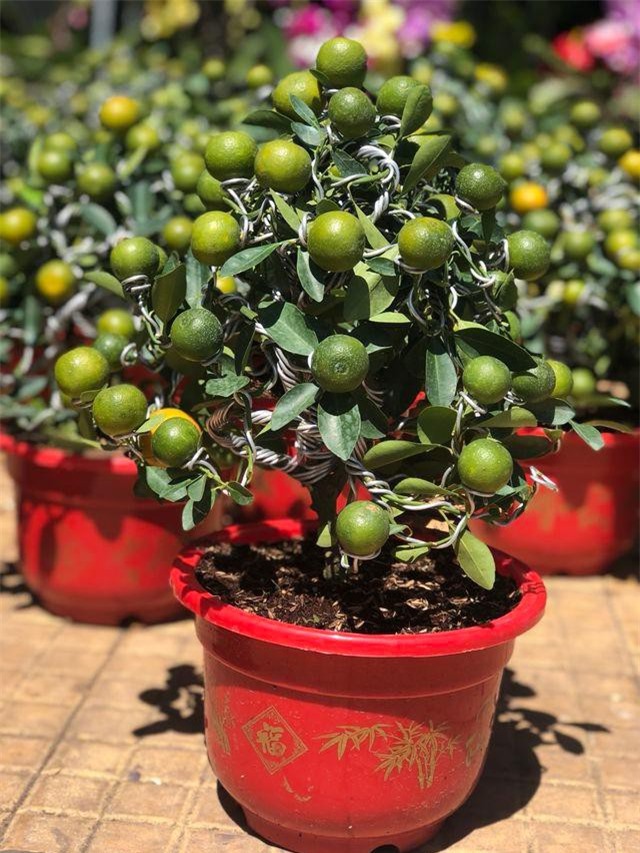 Các loại hoa kiểng mini hút thị trường Đà Lạt