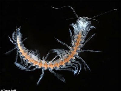 Phát hiện loài giáp xác trong hang động hoàn toàn mới