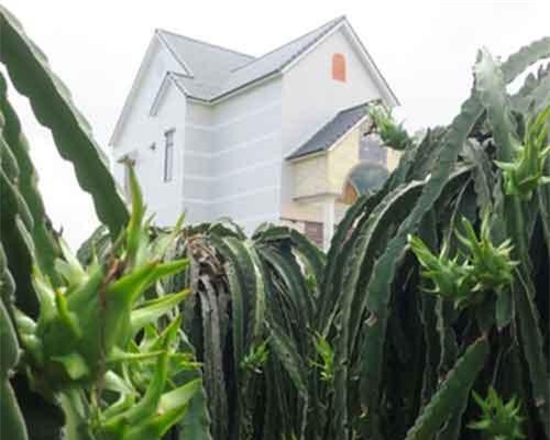 Những tỷ phú 'chân đất' nhờ trồng thanh long