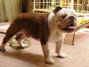 Dịch vụ trông giữ chó, mèo “hốt bạc” ngày cận Tết