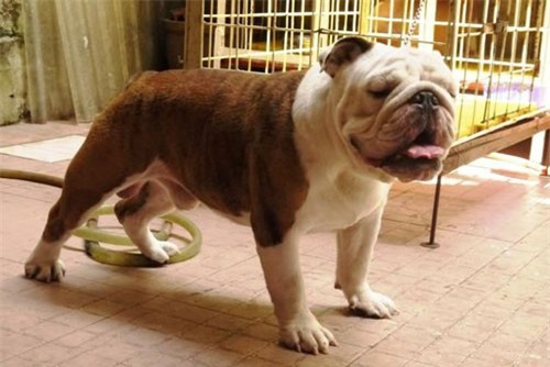 Dịch vụ trông giữ chó, mèo “hốt bạc” ngày cận Tết