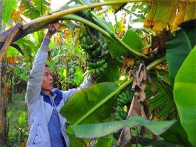Cả làng đổi đời nhờ chuối ngự tiến vua