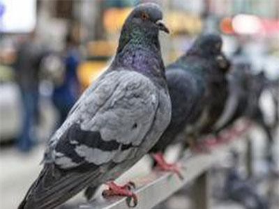 Mối nguy hại sức khoẻ từ chim bồ câu