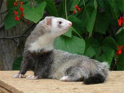 Kỳ thú loài chồn nhất định phải 'quan hệ', không sẽ chết