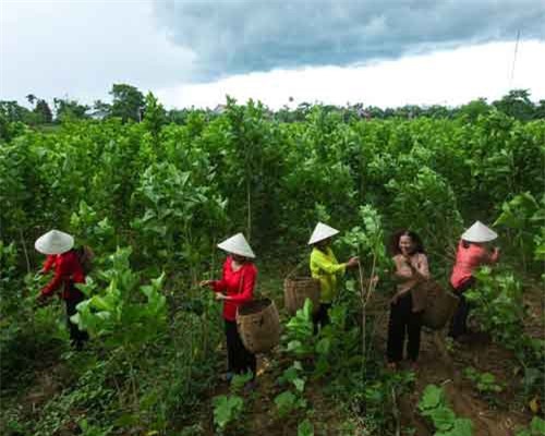 Chung tay hồi sinh tơ tằm xứ Quảng