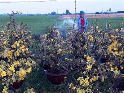 Chưa đến Tết, người trồng mai đã đưa mai về vườn… cất!