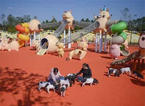 Trước thềm năm Hợi, đến thăm 'hành tinh của những chú lợn'