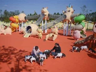 Trước thềm năm Hợi, đến thăm 'hành tinh của những chú lợn'