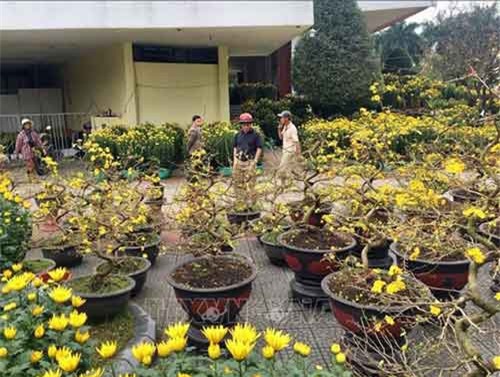 Thực phẩm, bánh mứt 'nội địa' lên ngôi; hoa, cây cảnh hút hàng