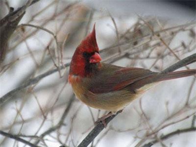 Độc đáo chim hồng y có ngoại hình nửa đực, nửa cái siêu hiếm