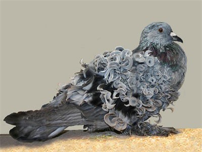 Đây chính là những 'kiểu tóc' độc đáo của động vật?