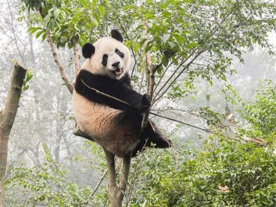 Gấu trúc đã từng ăn thịt trước khi… 'ăn chay'