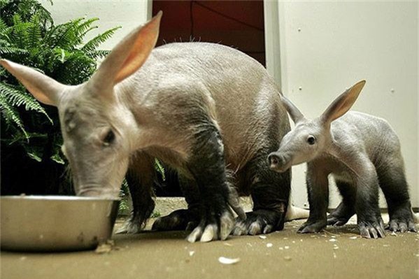 Tết Kỷ Hợi, khám phá loài lợn quái dị nhất hành tinh - Hình 13 Tet Ky Hoi, kham pha loai lon quai di nhat hanh tinh-Hinh-13