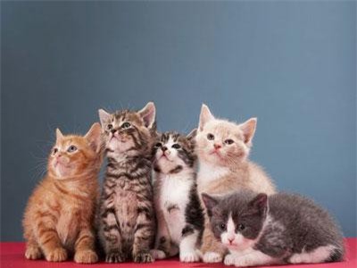 Kí sinh trùng lây từ mèo có thể dẫn tới bệnh tâm thần phân liệt